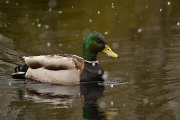 Mallard on a snowy day