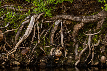 Roots of Tree System Exposed along Yosemite Creek Shore