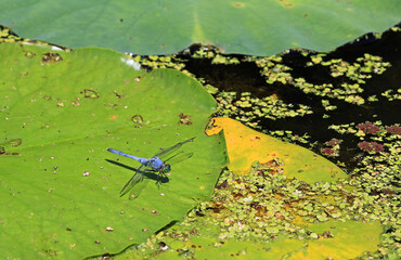 Blue dasher on green leaf - Tennessee