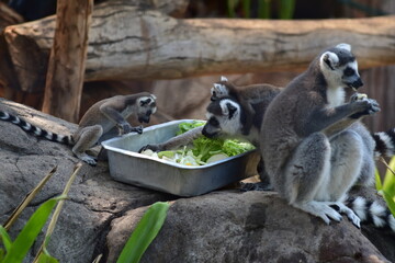 African Wildlife in the Zoo