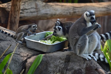 African Wildlife in the Zoo