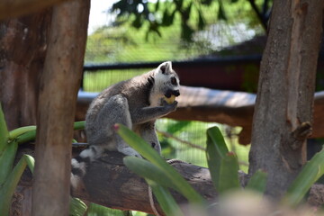 African Wildlife in the Zoo