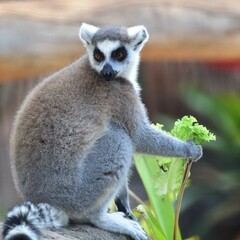 African Wildlife in the Zoo