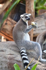 Obraz premium African Wildlife in the Zoo