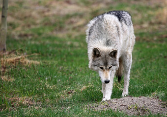 Digging Wolfdog - Canada