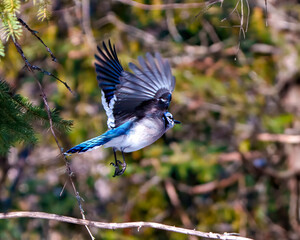 Blue Jay Photo and Image.  Flying with spread wings and displaying blue colour feather plumage with blur forest background in its environment and habitat surrounding.