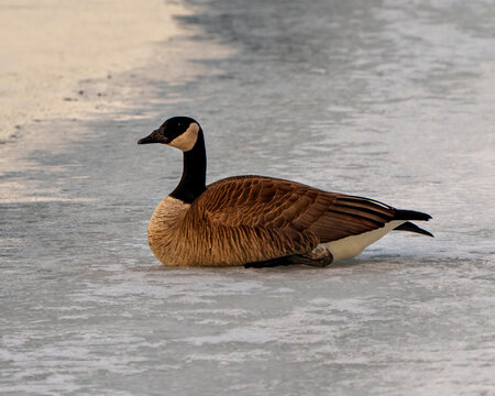 Canada Goose Photo. Goose on early February sitting on ice water with a side view in its environment and habitat surrounding.