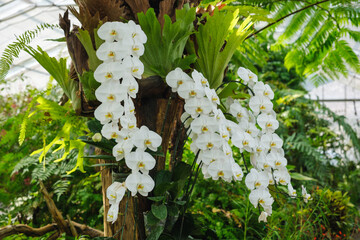 Closeup image of white Phalaenopsis or moth orchids in botanic garden