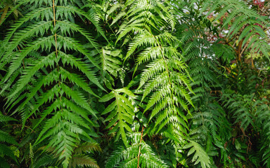 Closeup image of Fern leaves in the garden