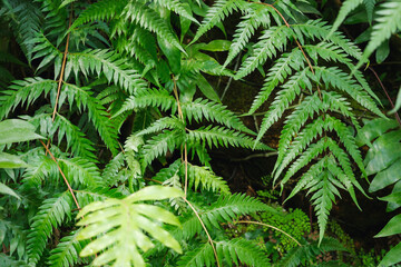 Closeup image of Fern leaves in the garden