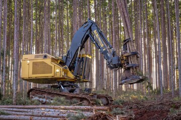 Logging Equipment Feller Buncher Forestry Machine