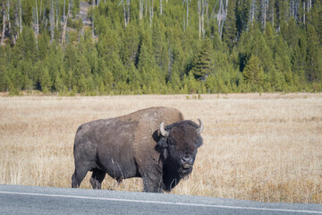 A large bull bison grazing at the side of the road in autumn. Yellowstone National Park. United States.