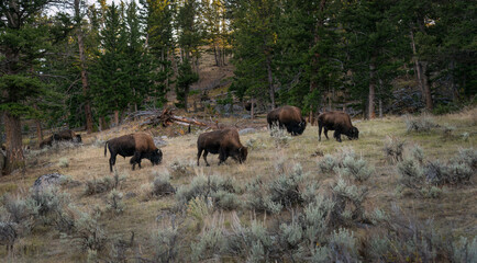 A group of bison grazing in Yellowstone National Park in autumn, United States.
