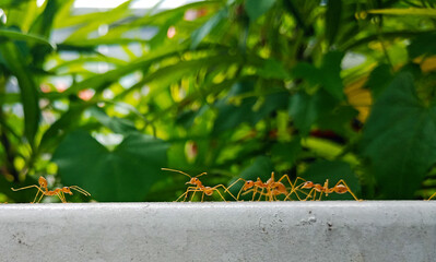 ants on a fence