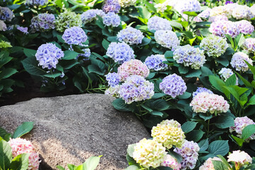 Colorful hydrangea macrophylla field flowers blooming (hortensia) with green leaf and stone in...