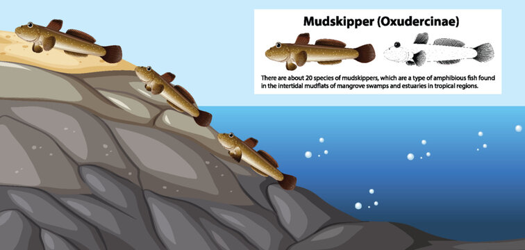 Mudskipper Movement Vector Concept