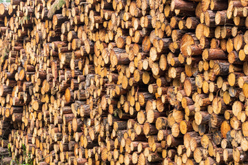 Dünne Baumstämme wurden nach der Holzernte  gestapelt