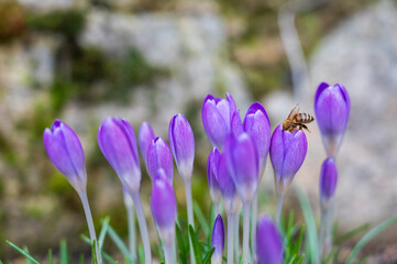 Bee on blooming purple flower of the Crocus tommasinianus plant