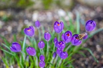 Fototapeta na wymiar Bee on blooming purple flower of the Crocus tommasinianus plant