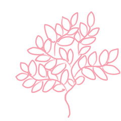 pink flower isolated on white ,pink branch leave outline