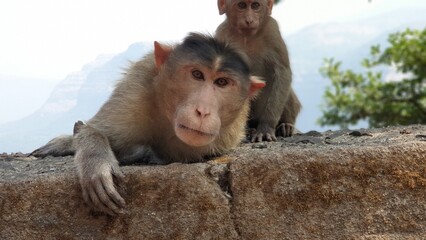 A pair of Wild playful monkeys in India