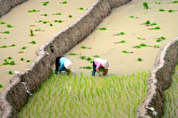 upland farmers, plowing terraced fields, rice cultivation season at Mu Cang Chai, Yen Bai province,...
