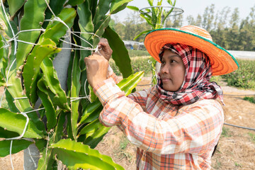 Asian gardener woman with dragon fruit plant.