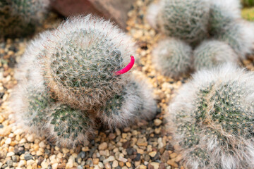 The cactus is blooming bright red.