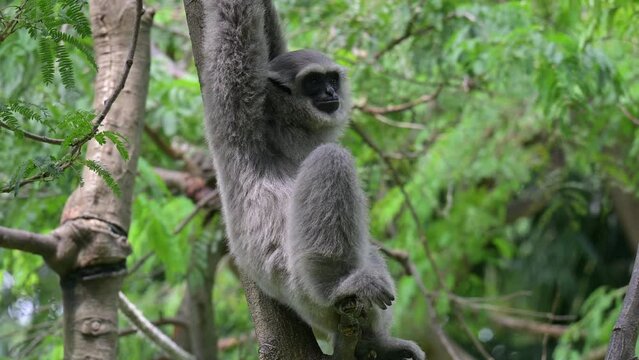 Java gibbon (Hylobates Moloch), endemic fauna from West Java