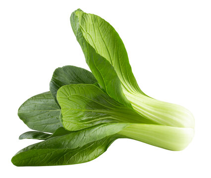 Young organic white bok choy or bak choi Chinese cabbage isolated on a transparent background
