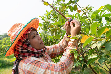 Asian farmer woman working on her agricultural farm.