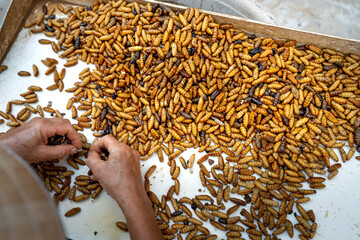 workers are sorting silkworm pupae