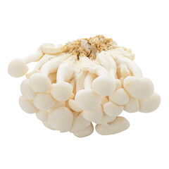 Bunapi mushroom, White beech mushrooms isolated on a transparent background