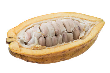 Cocoa fruit, raw Cacao beans, Cocoa pod. Fresh cocoa fruits isolated on a transparent background