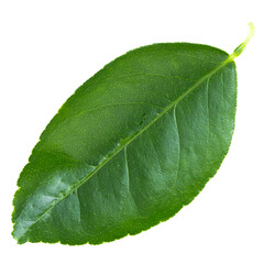 Obraz premium Green leaves orange isolated on a transparent background