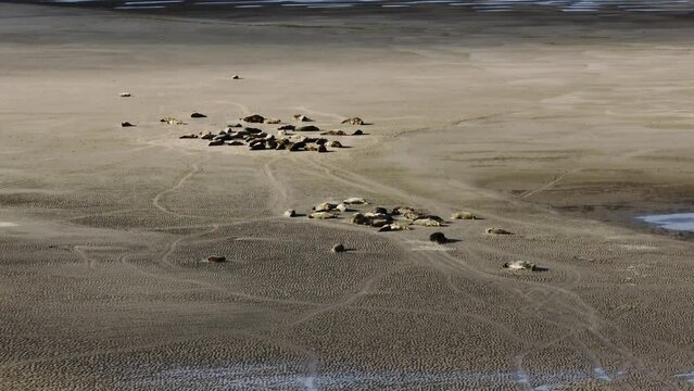 Wide aerial orbiting shot of a colony of seals sleeping and sunbathing on an off shore sand bank in the Dutch delta on a sunny day