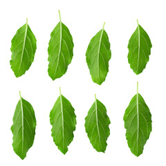 Asian Thai basil fragrant green herb isolated on a transparent background