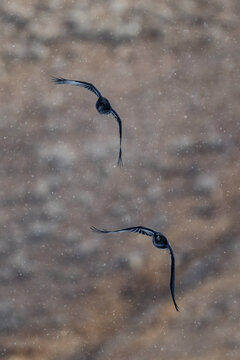 Ravens fly gracefully in a late spring snowstorm in Yellowstone National Park
