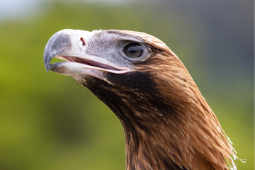 Close up of Australian Wedge-tailed Eagle
