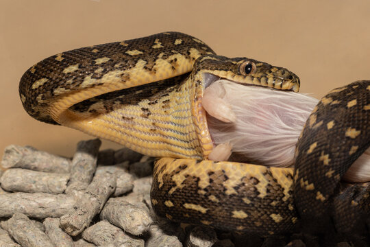 Hatchling Australian Diamond Python taking first feed