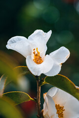 close up of white camellia