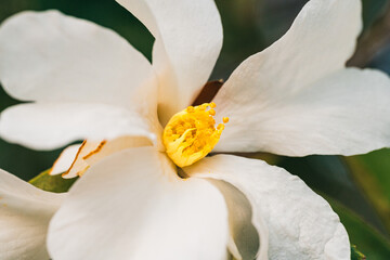 close up of white camellia