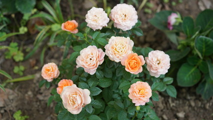 The beautiful flowers blooming in the garden in summer