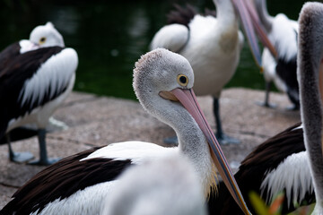 pelicans in the Indonesian Ragunan Zoo with a natural background. Selective Focus. 