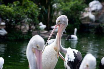 pelicans in the Indonesian Ragunan Zoo with a natural background. Selective Focus. 