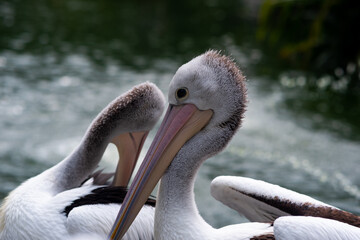 pelicans in the Indonesian Ragunan Zoo with a natural background. Selective Focus. 