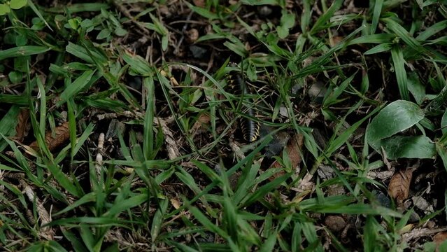 View of yellow-spotted millipede crawling through the lawn, forest ecosystem, static