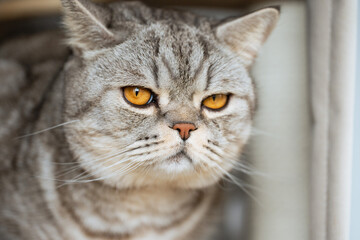 close up portrait of a cat