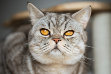 close up portrait of a cat