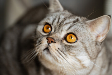 close up portrait of a cat